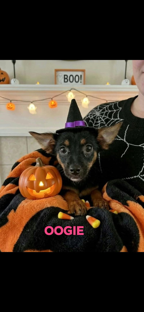 Photo 2 of Sally,Oogie,Buggy