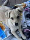 Koda