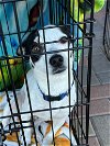 adoptable Dog in tonopah, AZ named Tater