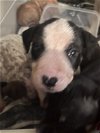 adoptable Dog in tonopah, AZ named Terrier pups