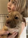 adoptable Dog in tonopah, AZ named Loki  Erin  Ginny  Cupcake