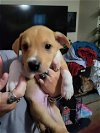 adoptable Dog in tonopah, AZ named Carley  Brody Denver