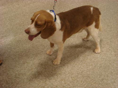 beagle #1