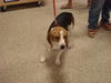 beagle #1