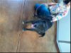adoptable Dog in tonopah, AZ named SULLIVAN