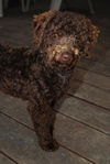 Brinkley