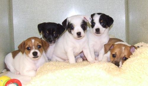Addison's puppies