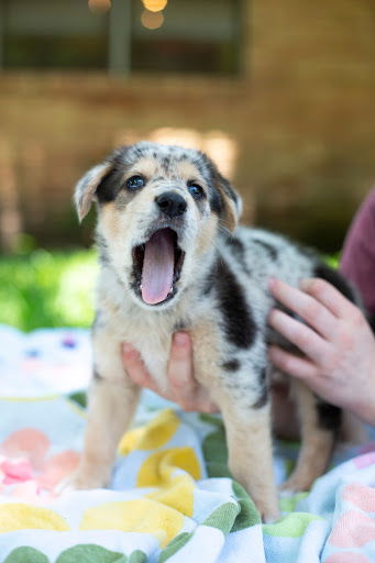 Teddy - The Bear Puppies