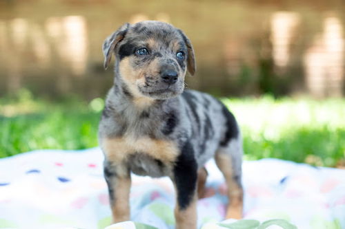 Smokey - The Bear Puppies