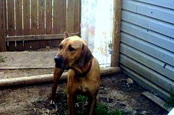 Scooby