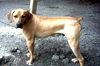 Scooby