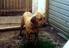 Scooby