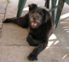 Scotty