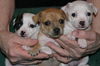 Buttercup's three puppies