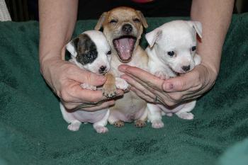 Buttercup's three puppies