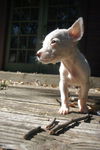 Lemmy - of the Punk Rock Puppies