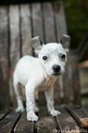 Lovie - of the Punk Rock Puppies