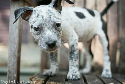 Wallace - of the Punk Rock Puppies