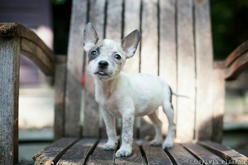 Jettie - of the Punk Rock Puppies