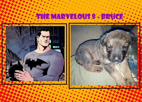 Bruce - of the Marvelous 8