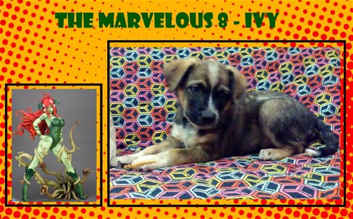 Ivy - of the Marvelous 8
