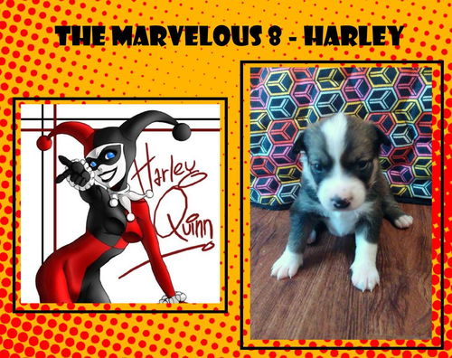 Harley - of the Marvelous 8