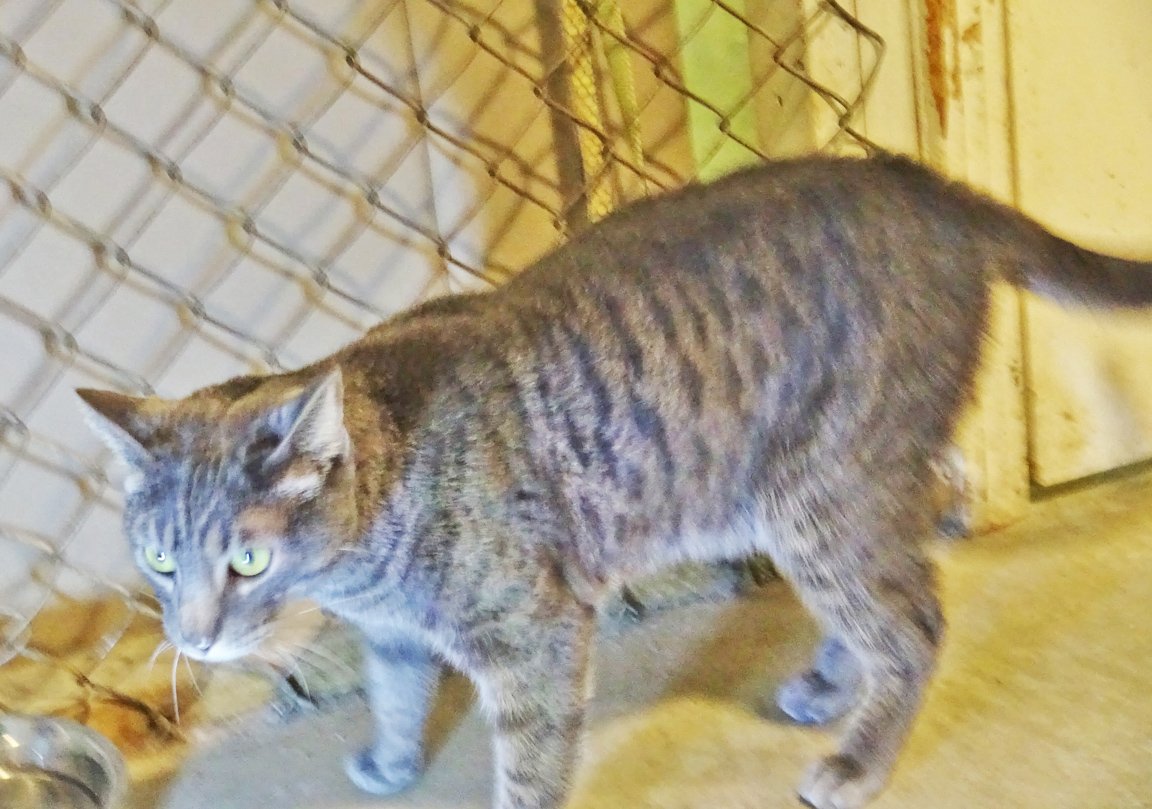 adoptable Cat in Holly Springs, MS named Nick