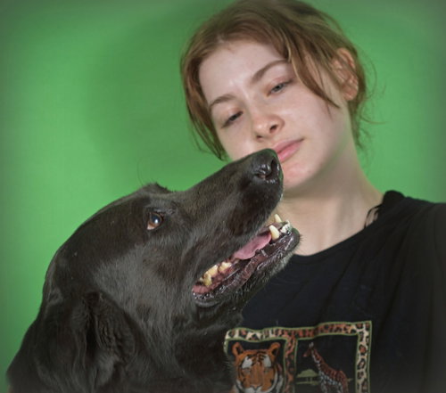 SADIE - Labrador Retriever / Hound available for adoption