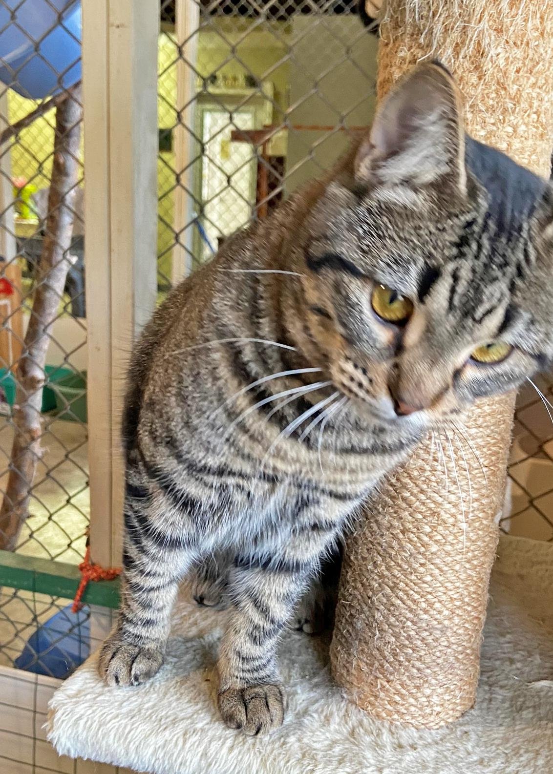adoptable Cat in Holly Springs, MS named Charity