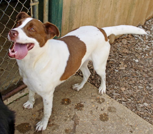 BETTY BOOP - Labrador Retriever / Foxhound available for adoption