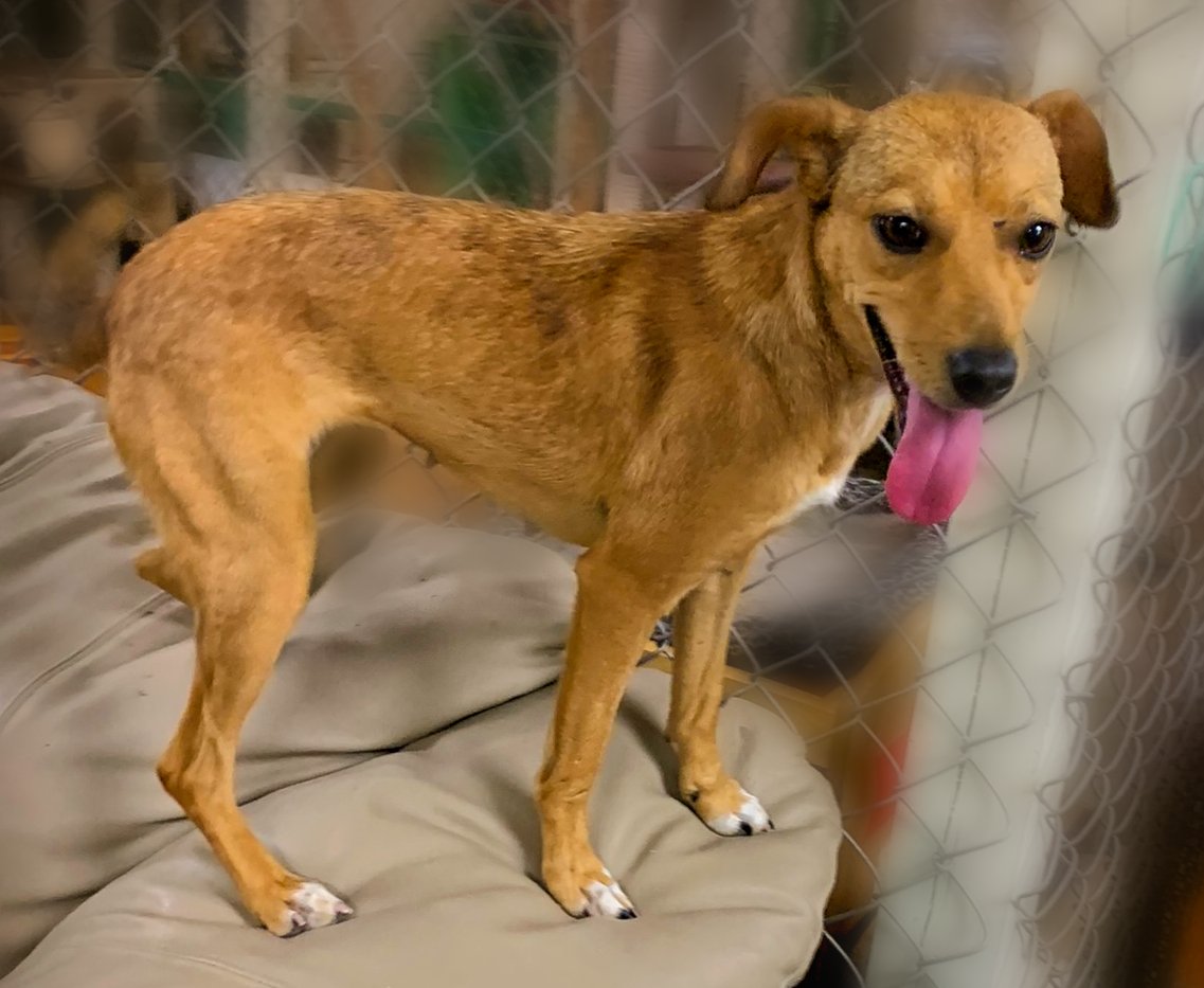 adoptable Dog in Holly Springs, MS named Polly