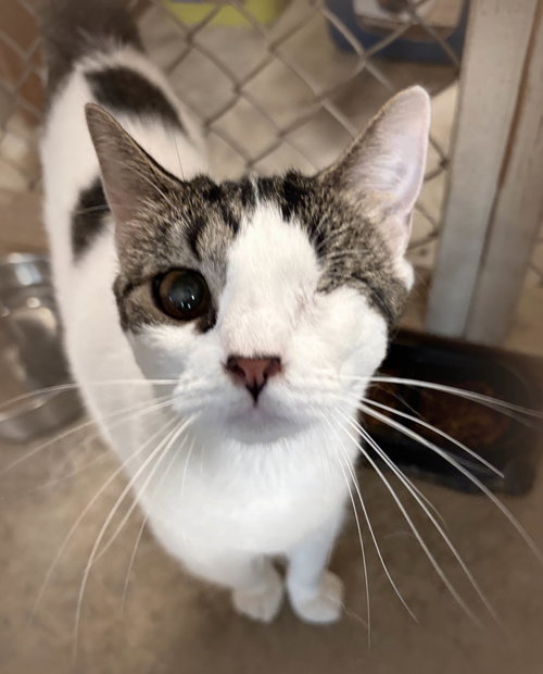 Crystal, Young Domestic Short Hair / Domestic Medium Hair / Mixed, cat for adoption in Southaven, Mississippi