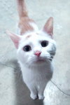 Abby