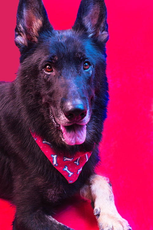 ANDY, an adoptable German Shepherd Dog in Holly Springs, MS