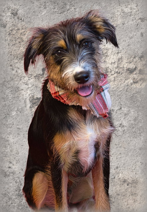 Rusty, an adoptable Border Terrier in Holly Springs, MS