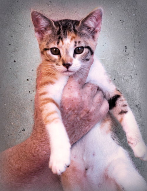Gaby, an adoptable Domestic Short Hair in Holly Springs, MS