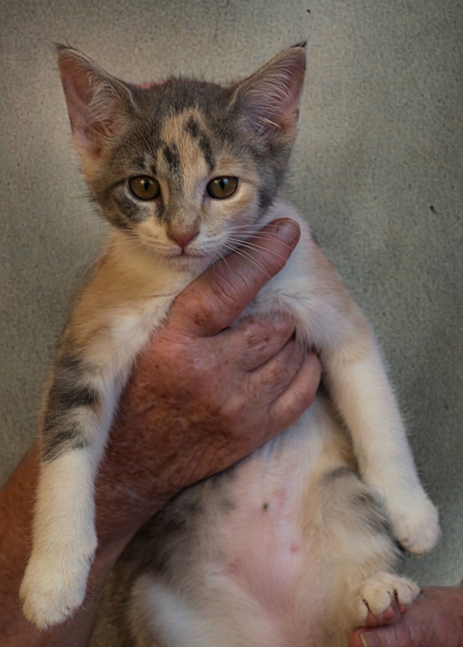 Grace, Domestic Short Hair