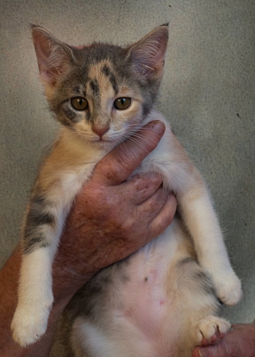 Grace, an adoptable Domestic Short Hair in Holly Springs, MS