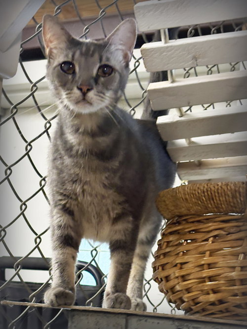 Mike, Adult Domestic Short Hair / American Shorthair / Mixed, cat for adoption in Southaven, Mississippi