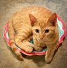 Ginger