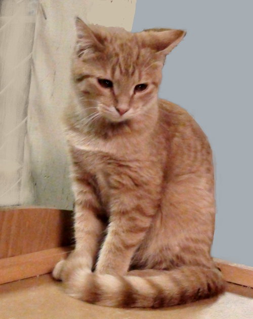 Butterscotch
