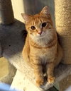 Butterscotch