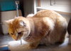 Butterscotch