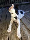 adoptable Dog in austin, TX named Pepe Lopez