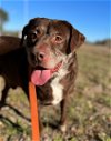 adoptable Dog in austin, TX named Floyd