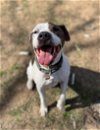 adoptable Dog in austin, TX named Alvin