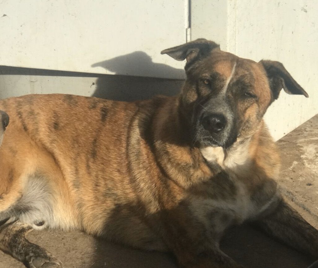 adoptable Dog in Austin, TX named Waylon