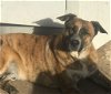 adoptable Dog in austin, TX named Waylon