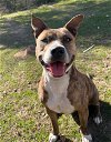 adoptable Dog in austin, TX named Punkie