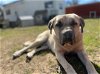 adoptable Dog in austin, TX named Tony
